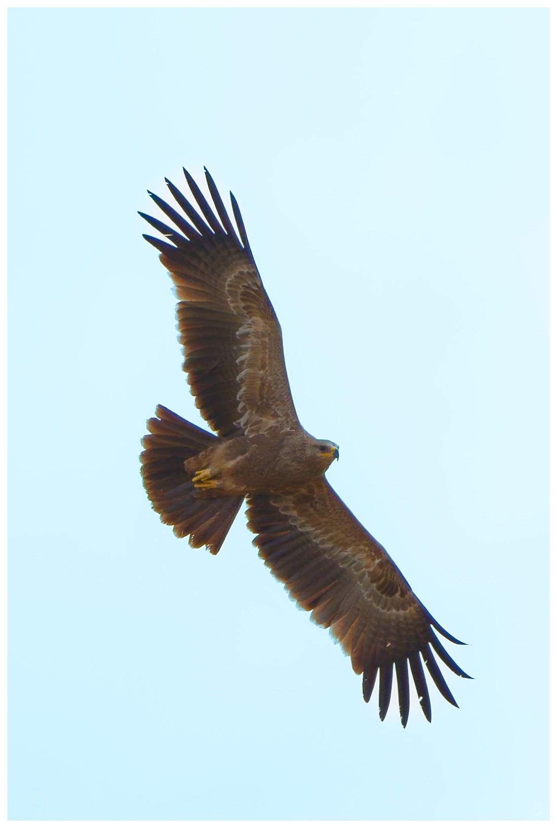 Another Tawny Eagle in flight|Saru's photo blog