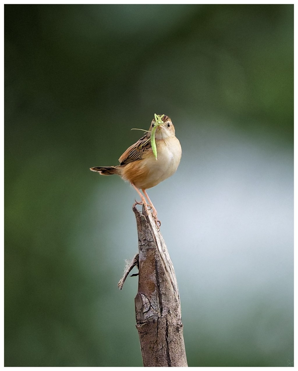 Zitting Cisticola with Grasshopper&nbsp;kill