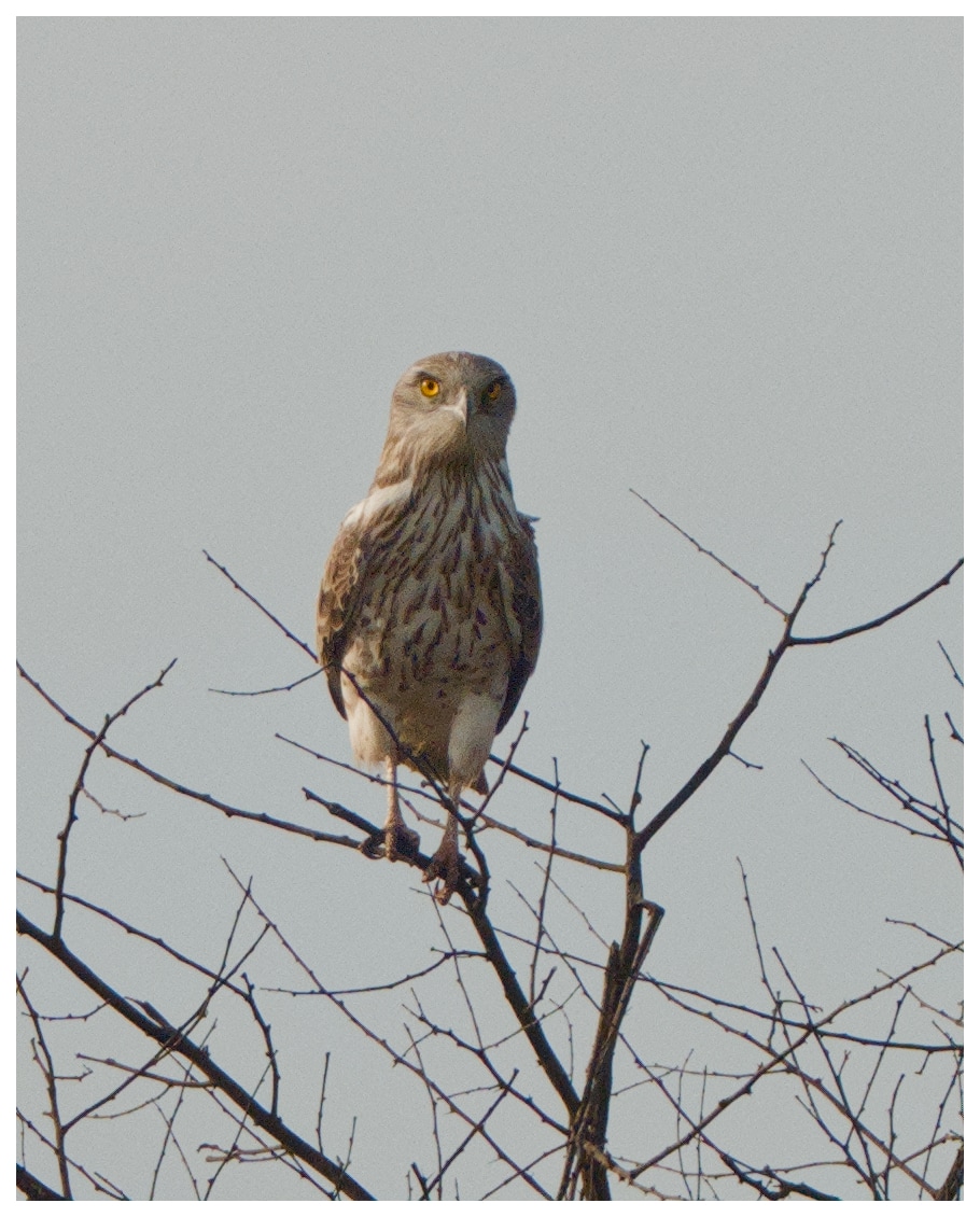 A short toed snake&nbsp;eagle