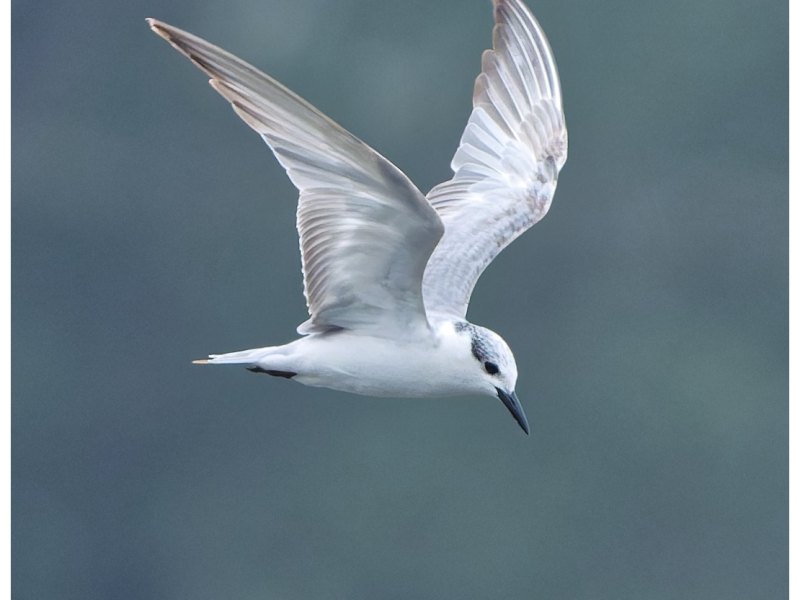 A whiskered tern on a cold&nbsp;morning