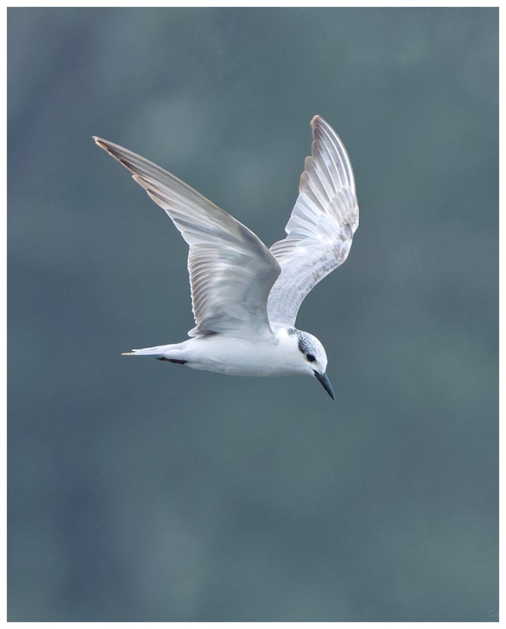 A whiskered tern on a cold&nbsp;morning