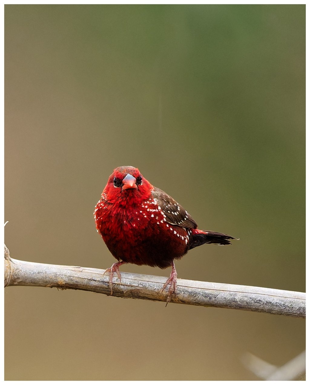 A red avadavat