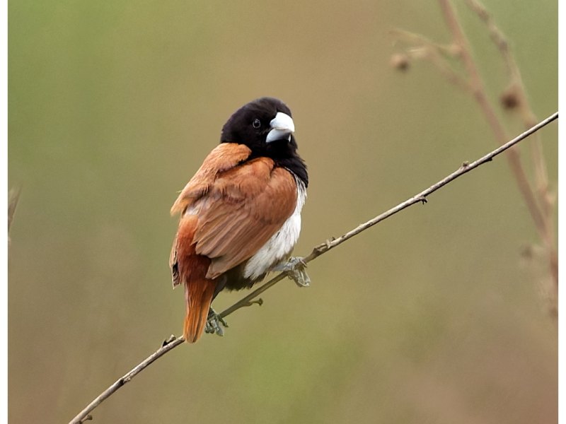 A tricoloured munia