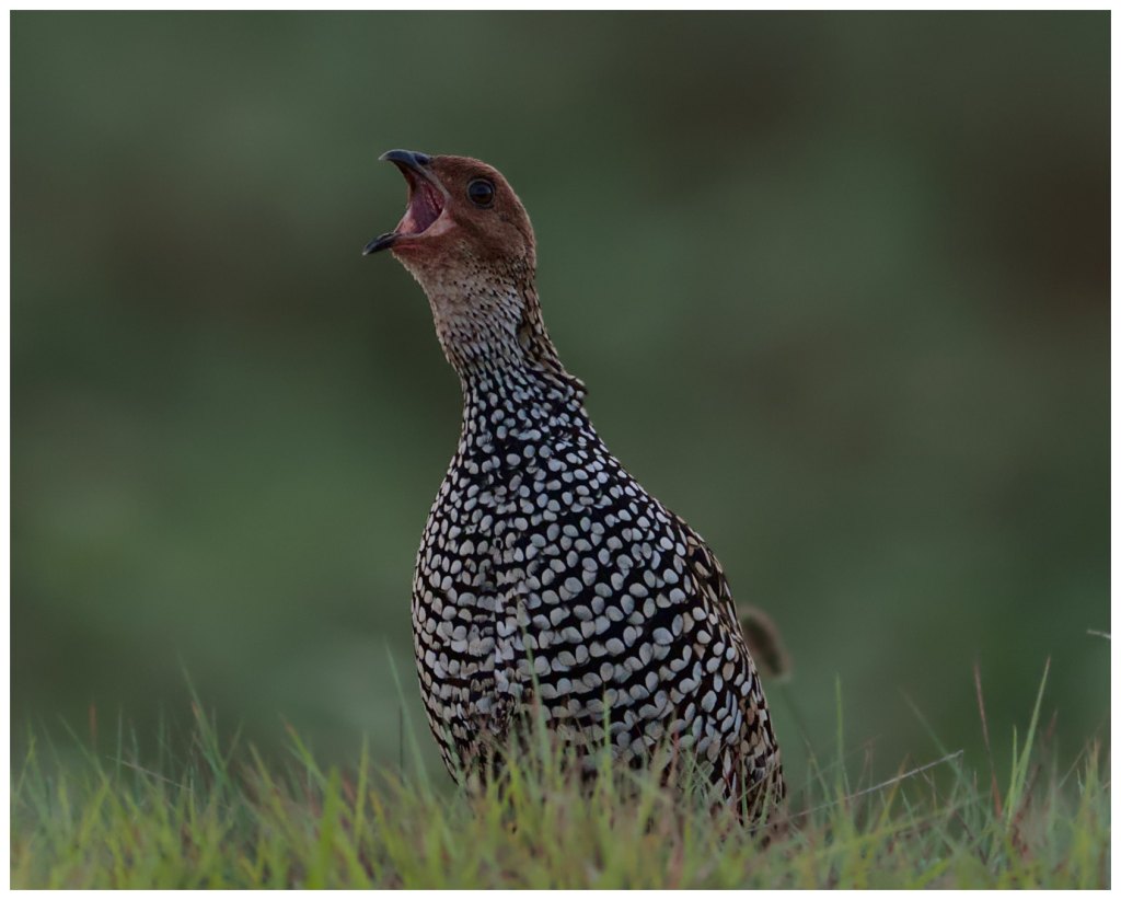 Calling a mate