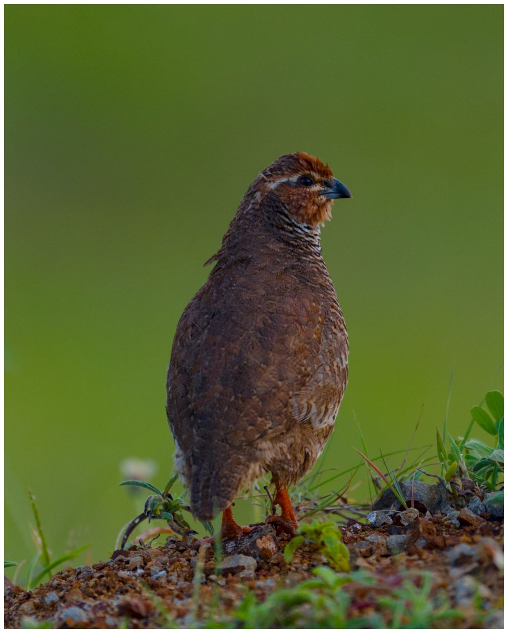A rock bush&nbsp;quail
