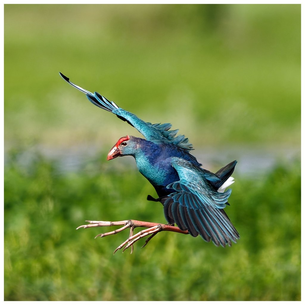 Purple Swamphen in&nbsp;flight