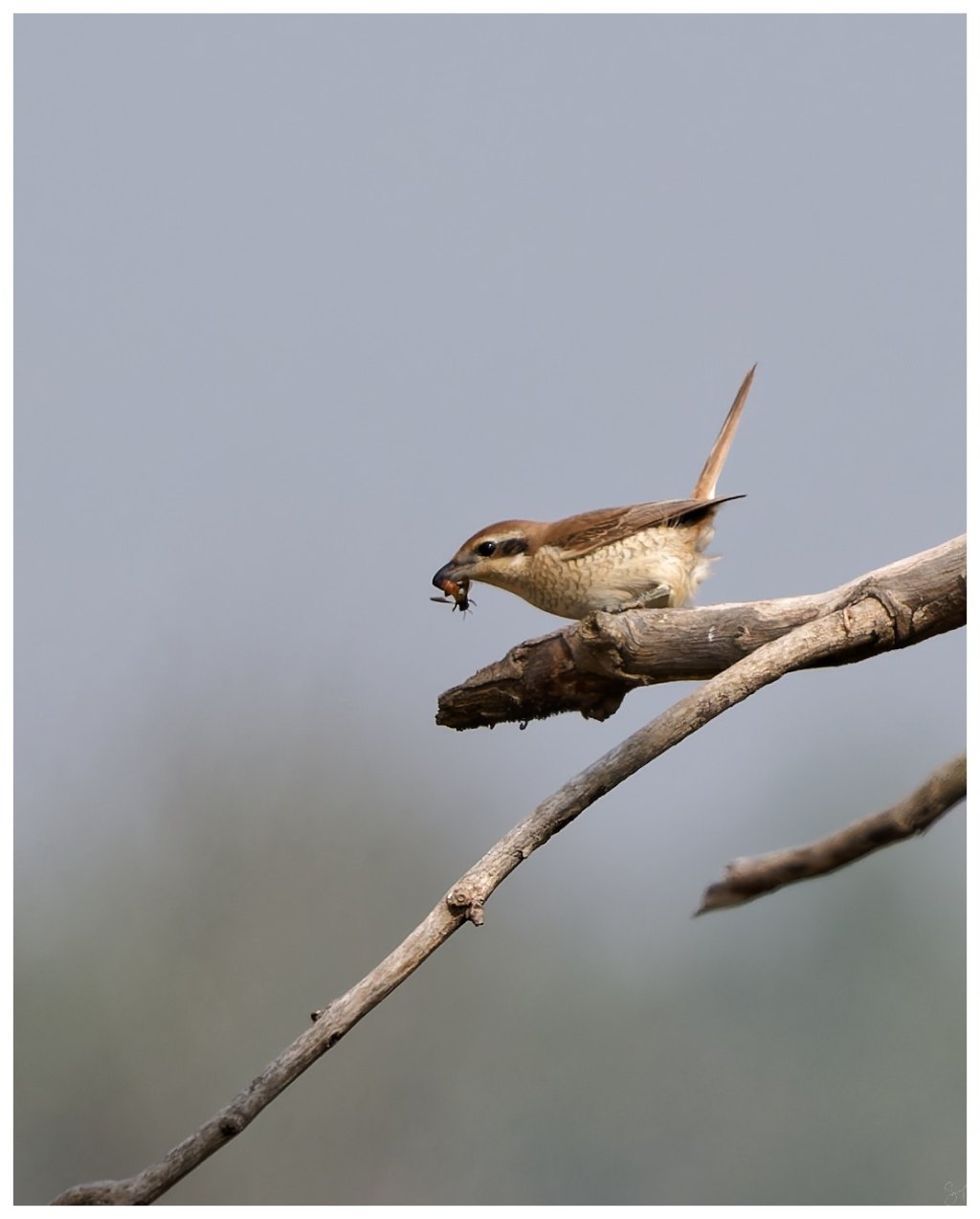Brown shrike with&nbsp;breakfast