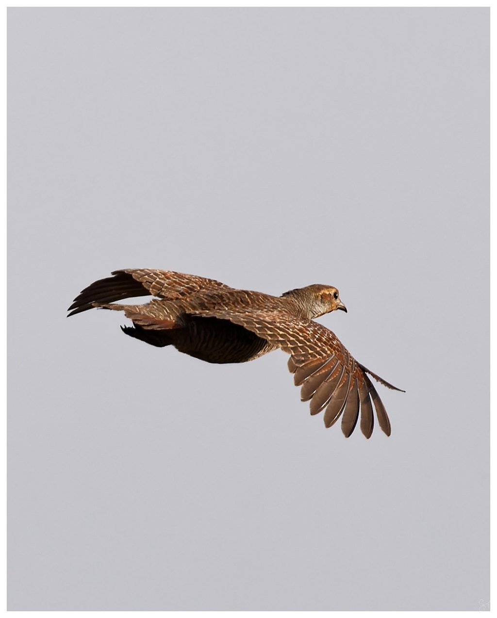 A bush quail in&nbsp;flight
