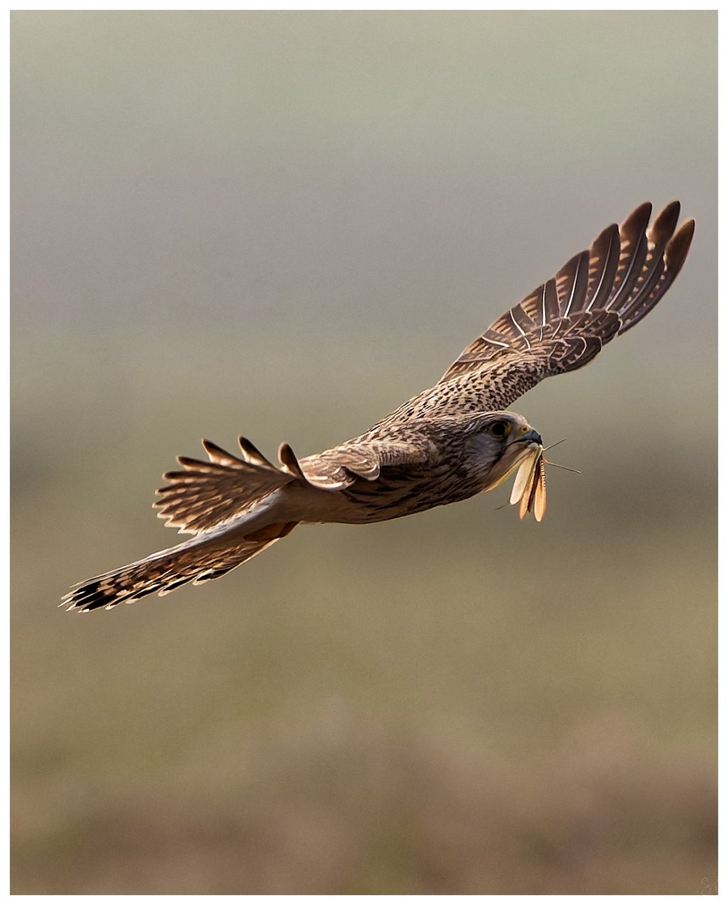 Common Kestrel with a&nbsp;kill