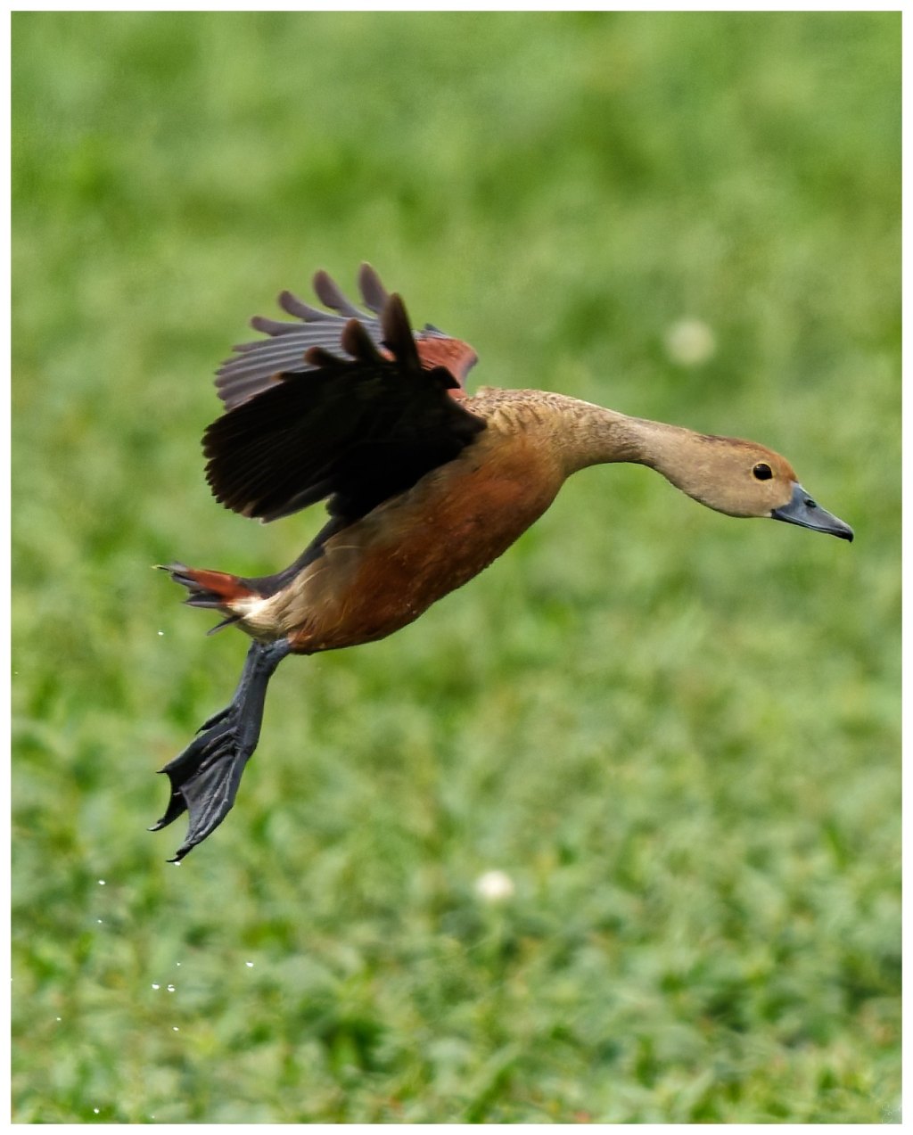 A leap