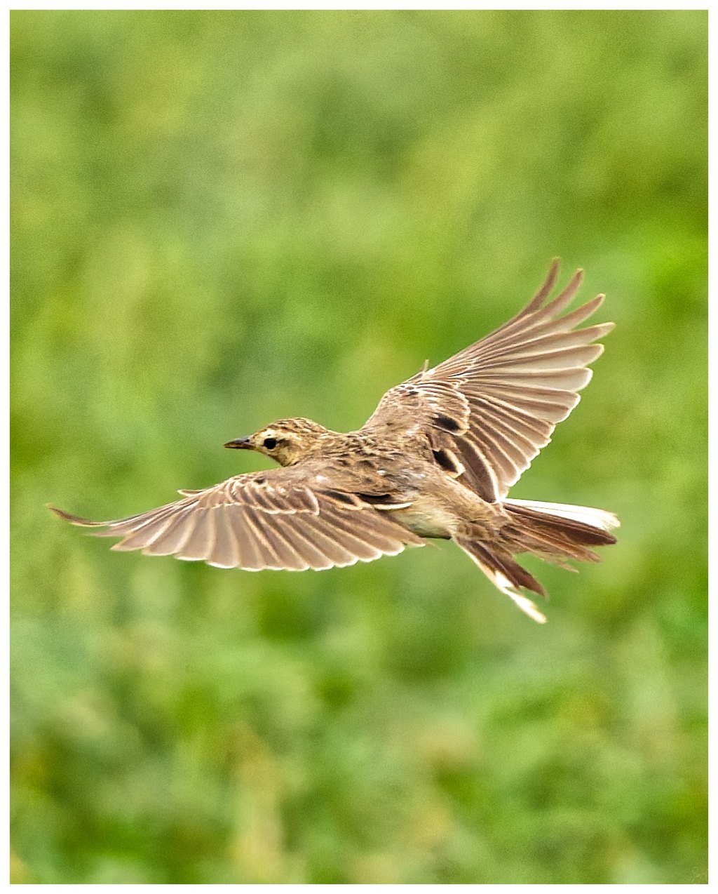 A bush lark in&nbsp;flight