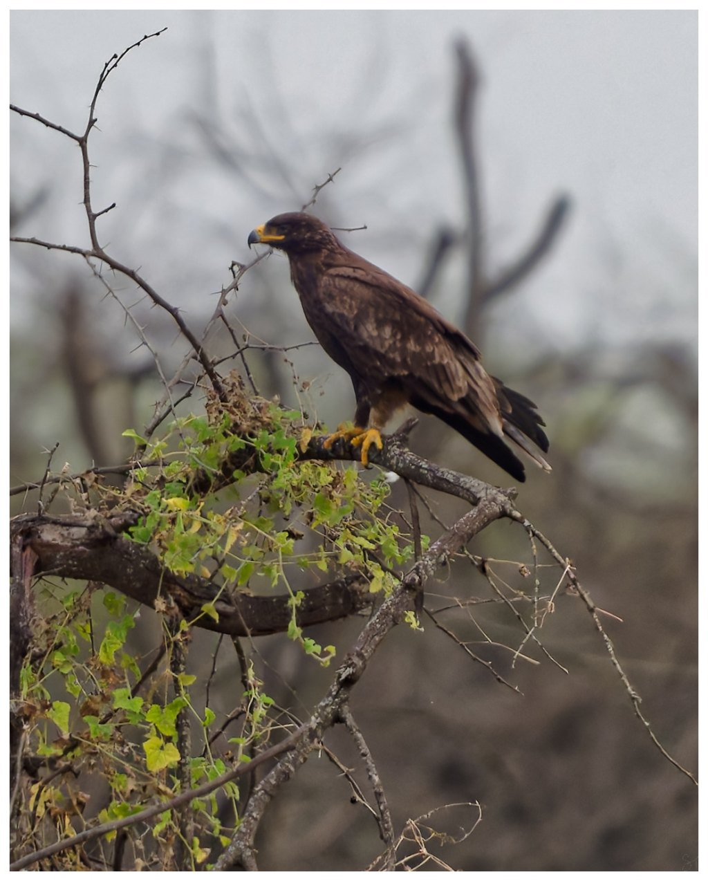 A tawny eagle -dark&nbsp;morph