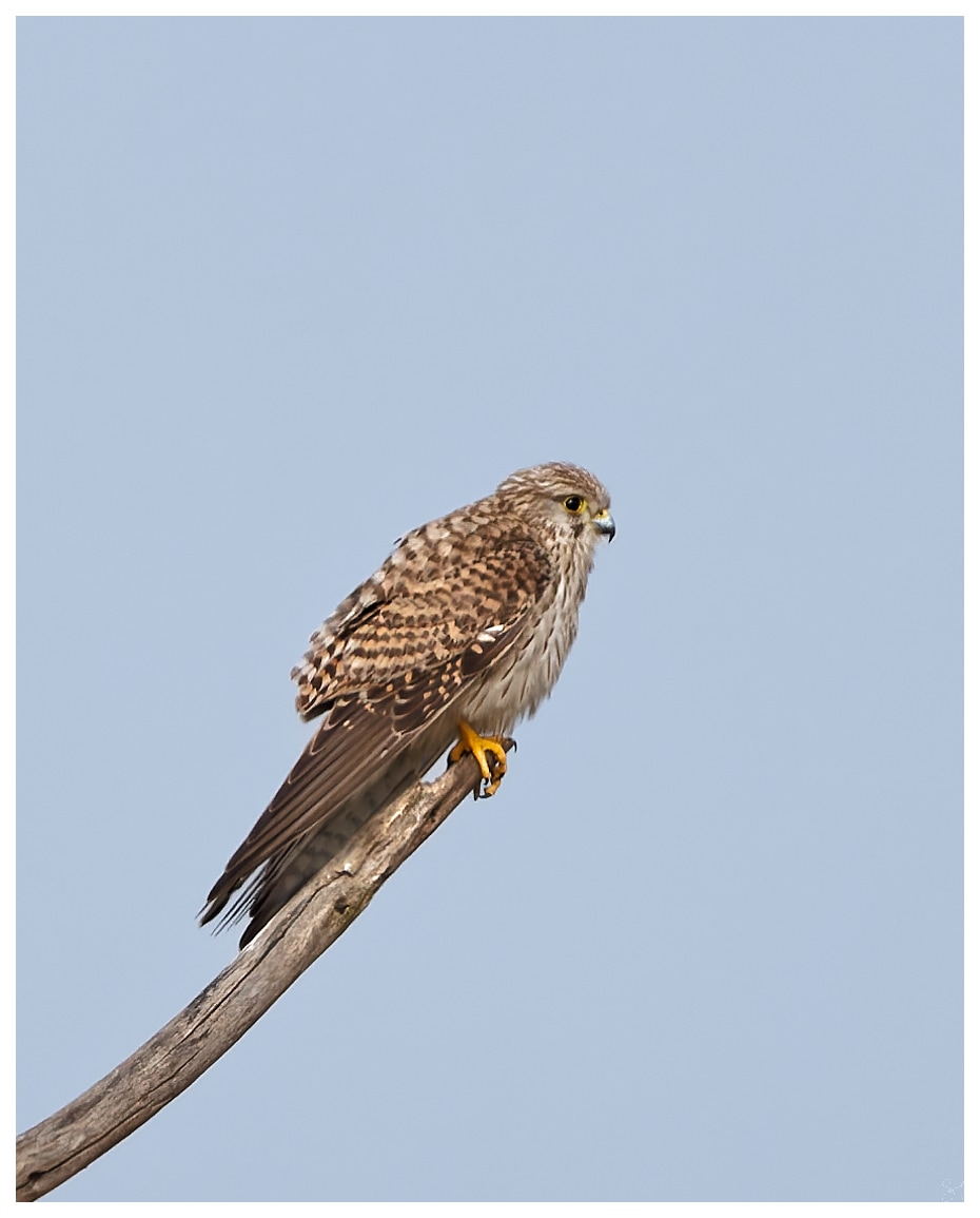 A common kestrel on a&nbsp;perch