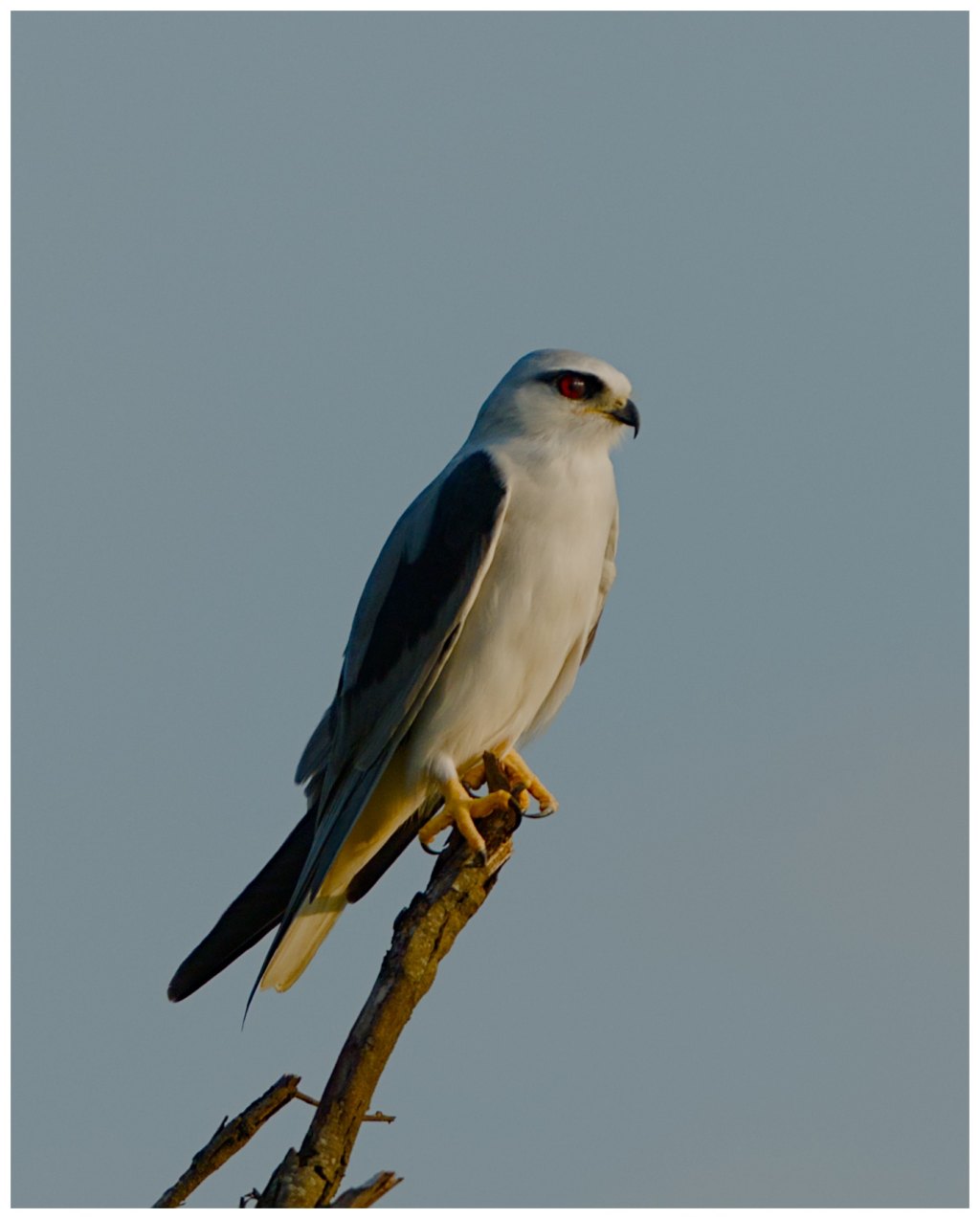 Black shouldered kite&nbsp;posing