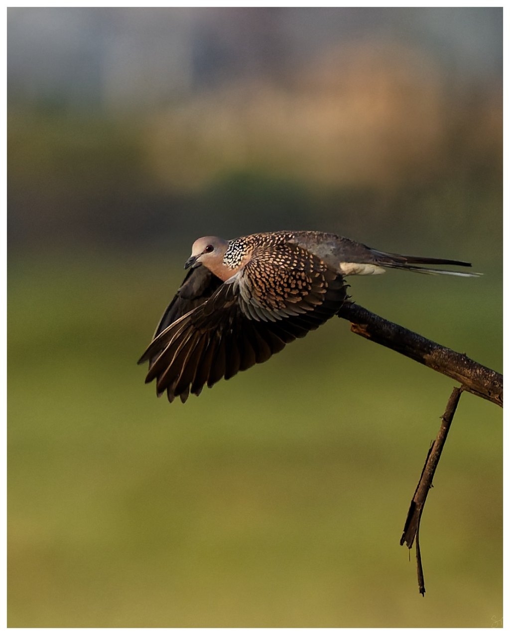 A spotted dove- Take off&nbsp;sequence