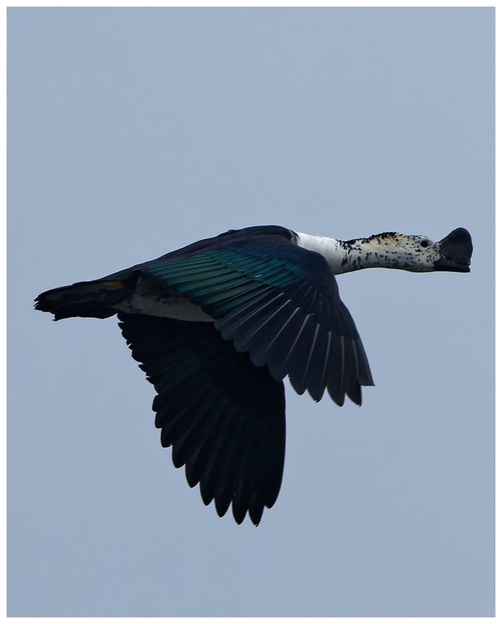 A knob billed duck in&nbsp;flight