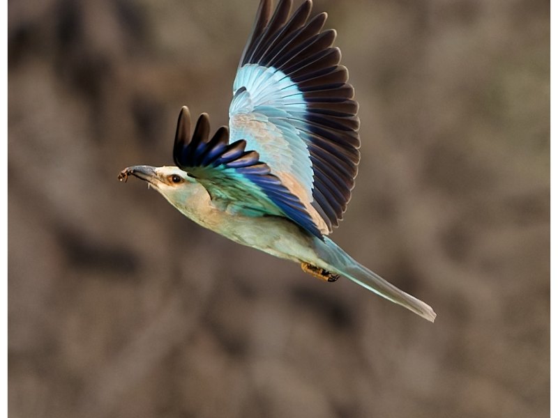 European Roller with a&nbsp;catch