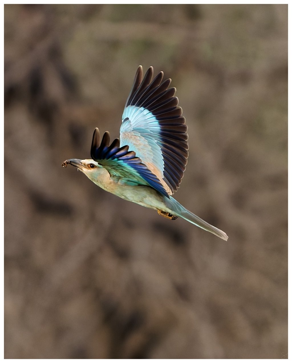 European Roller with a&nbsp;catch