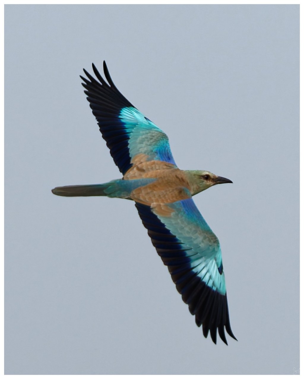 More of the European&nbsp;Roller