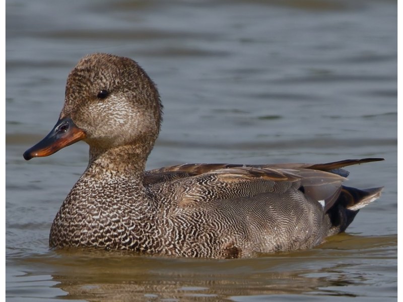 Another Gadwall