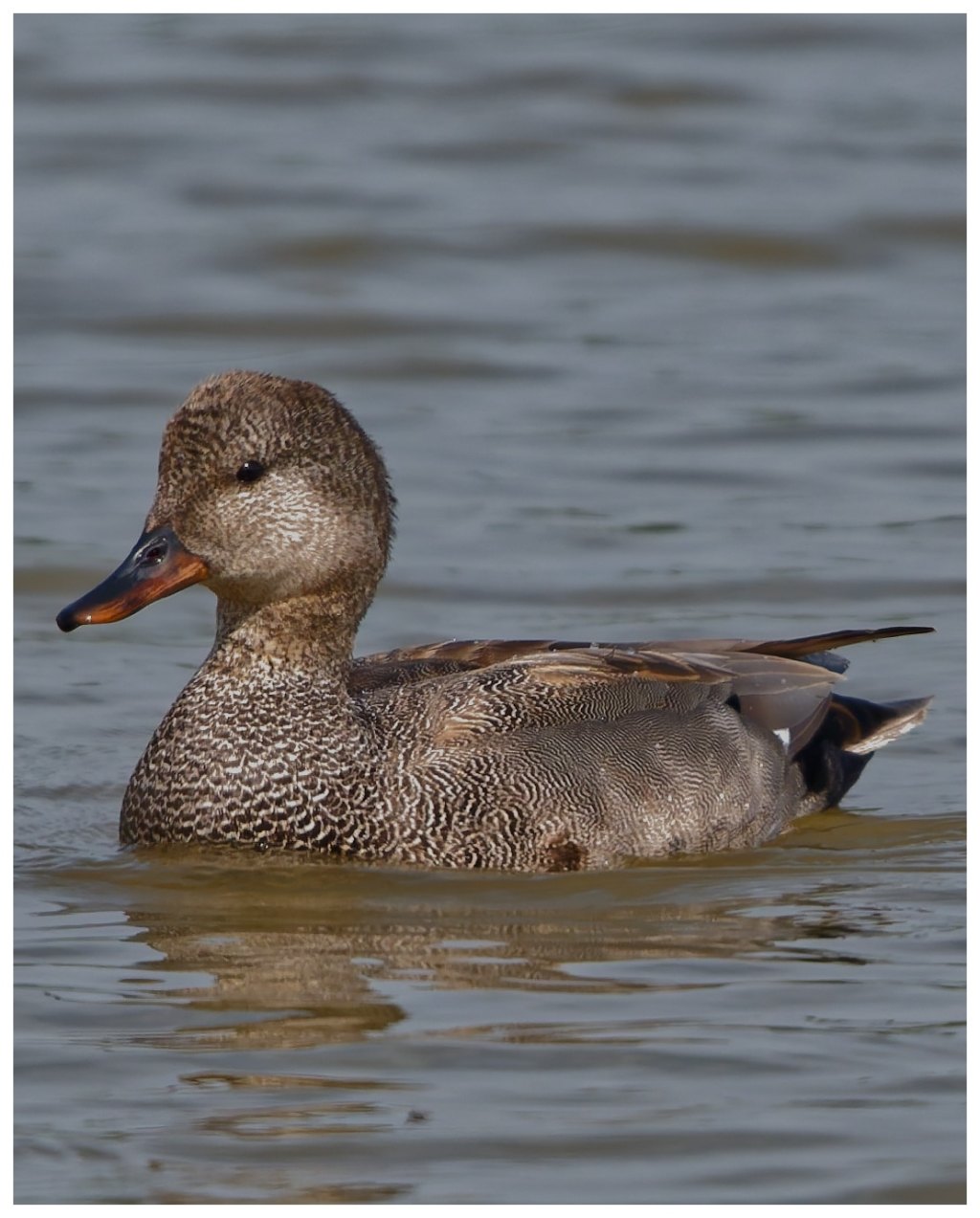 Another Gadwall