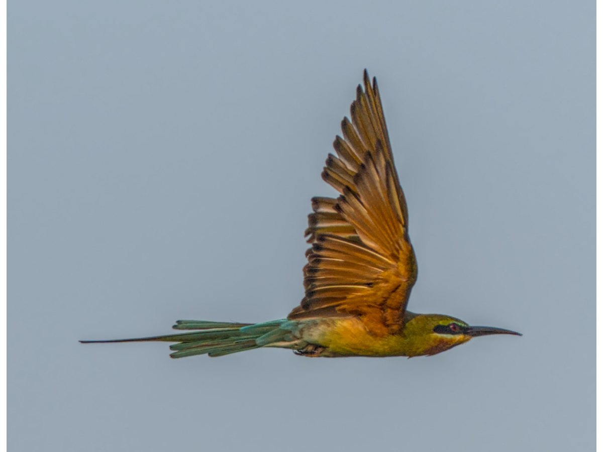 A blue tailed bee&nbsp;eater