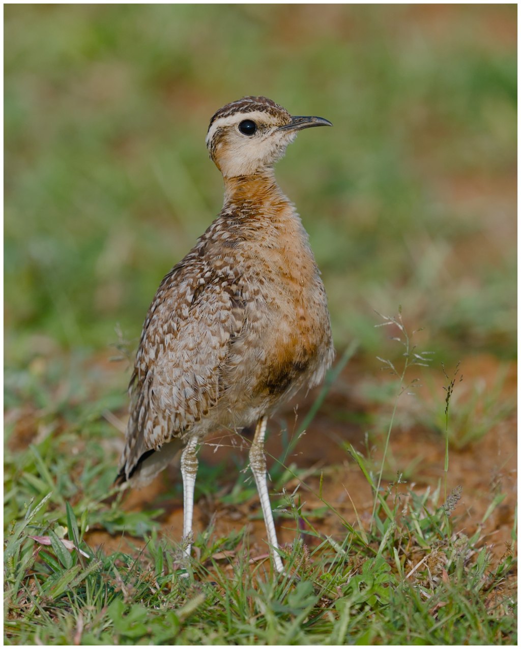 A juvenile Indian&nbsp;courser