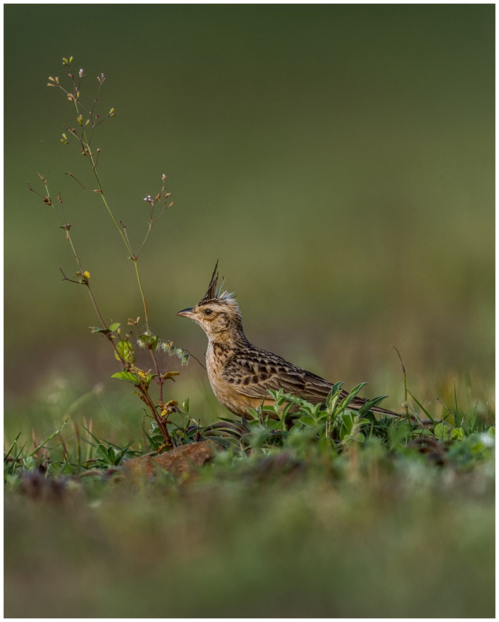 A crested lark