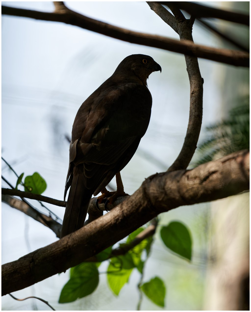 Perched in the Shade, but waiting for a&nbsp;hunt