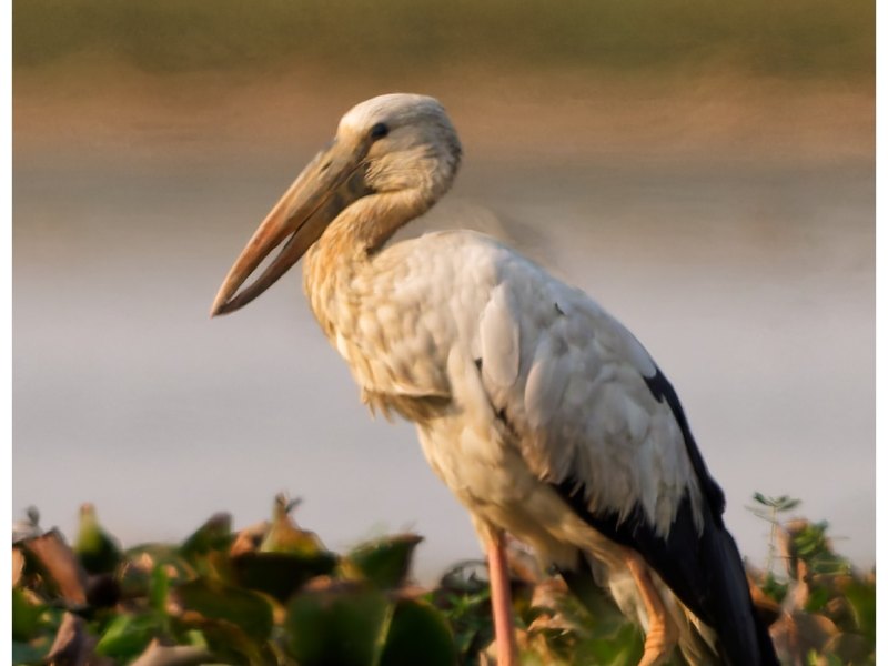 An Asian open bill at&nbsp;dusk