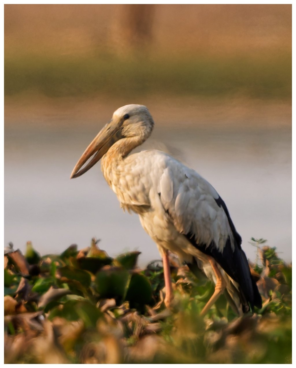 An Asian open bill at&nbsp;dusk
