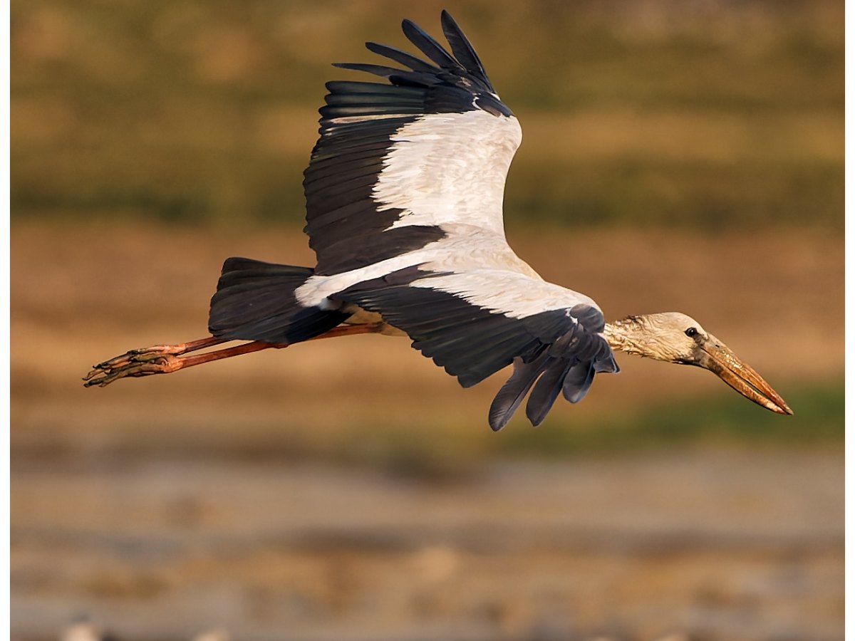 Asian openbill in&nbsp;flight