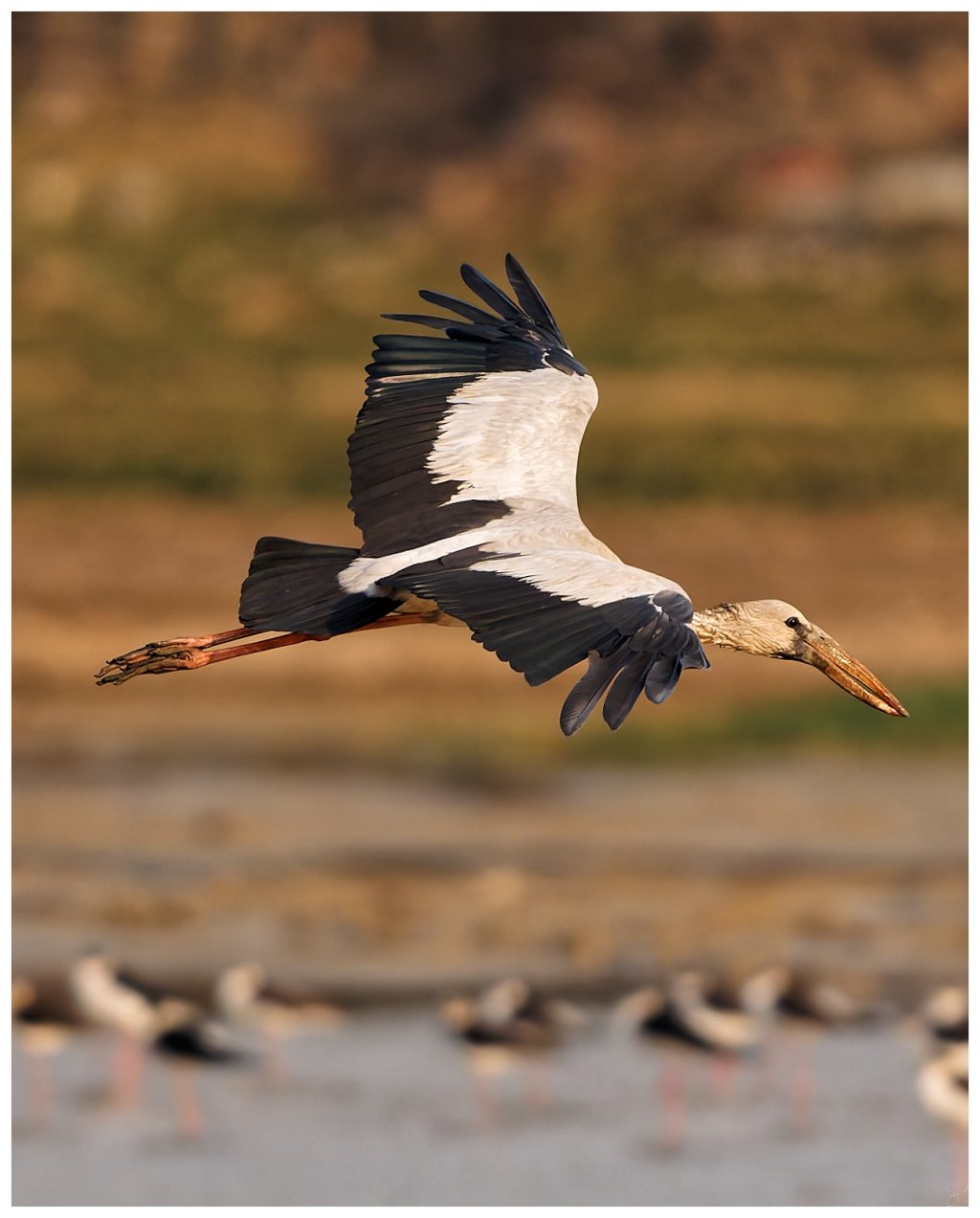 Asian openbill in&nbsp;flight