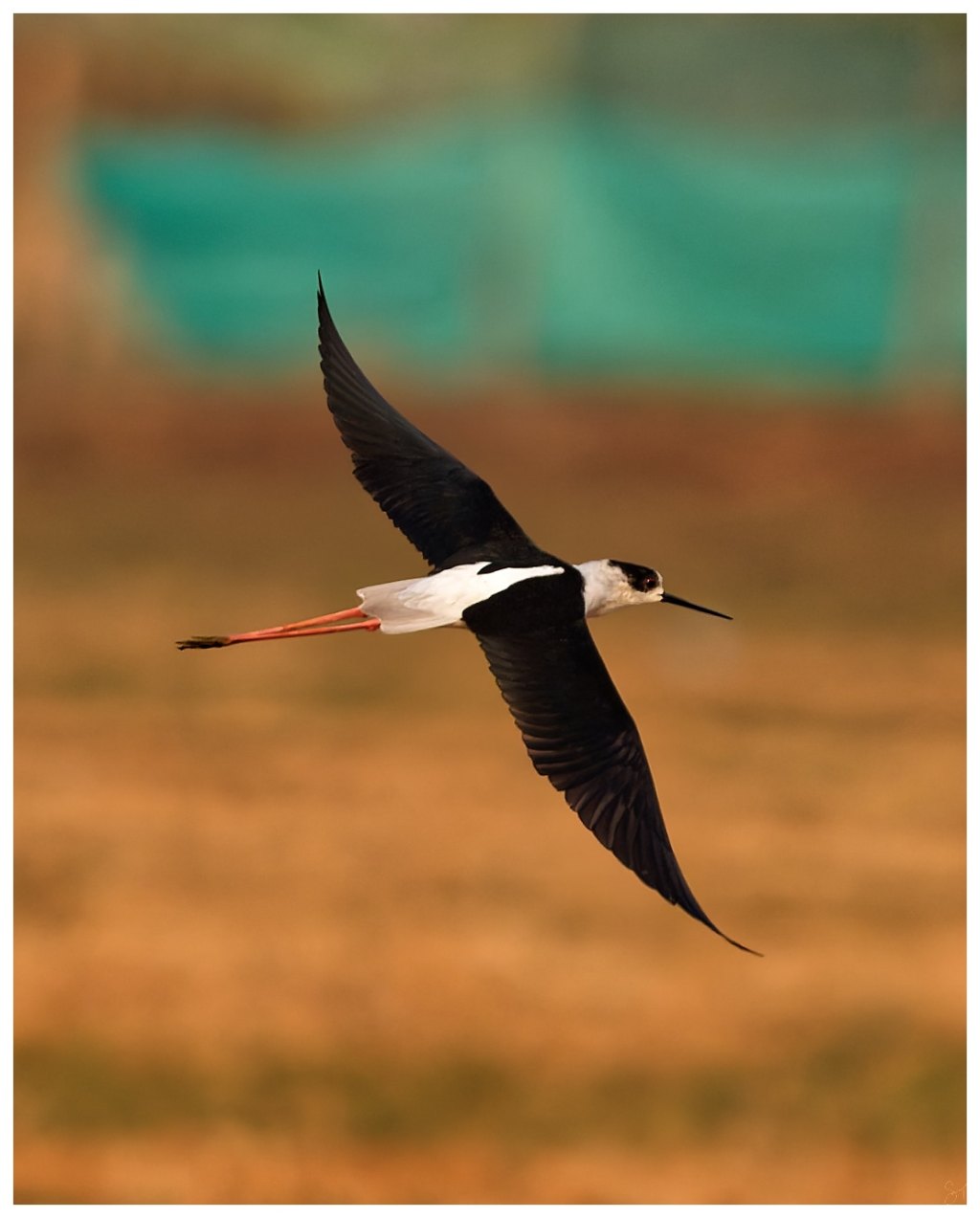 A stilt in&nbsp;flight