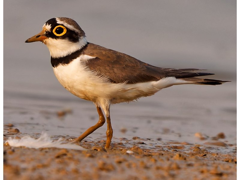 A little plover