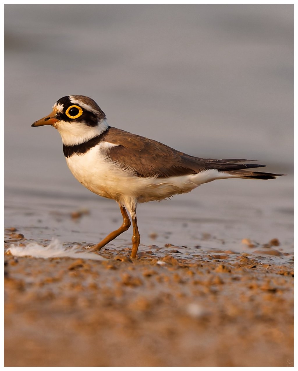 A little plover