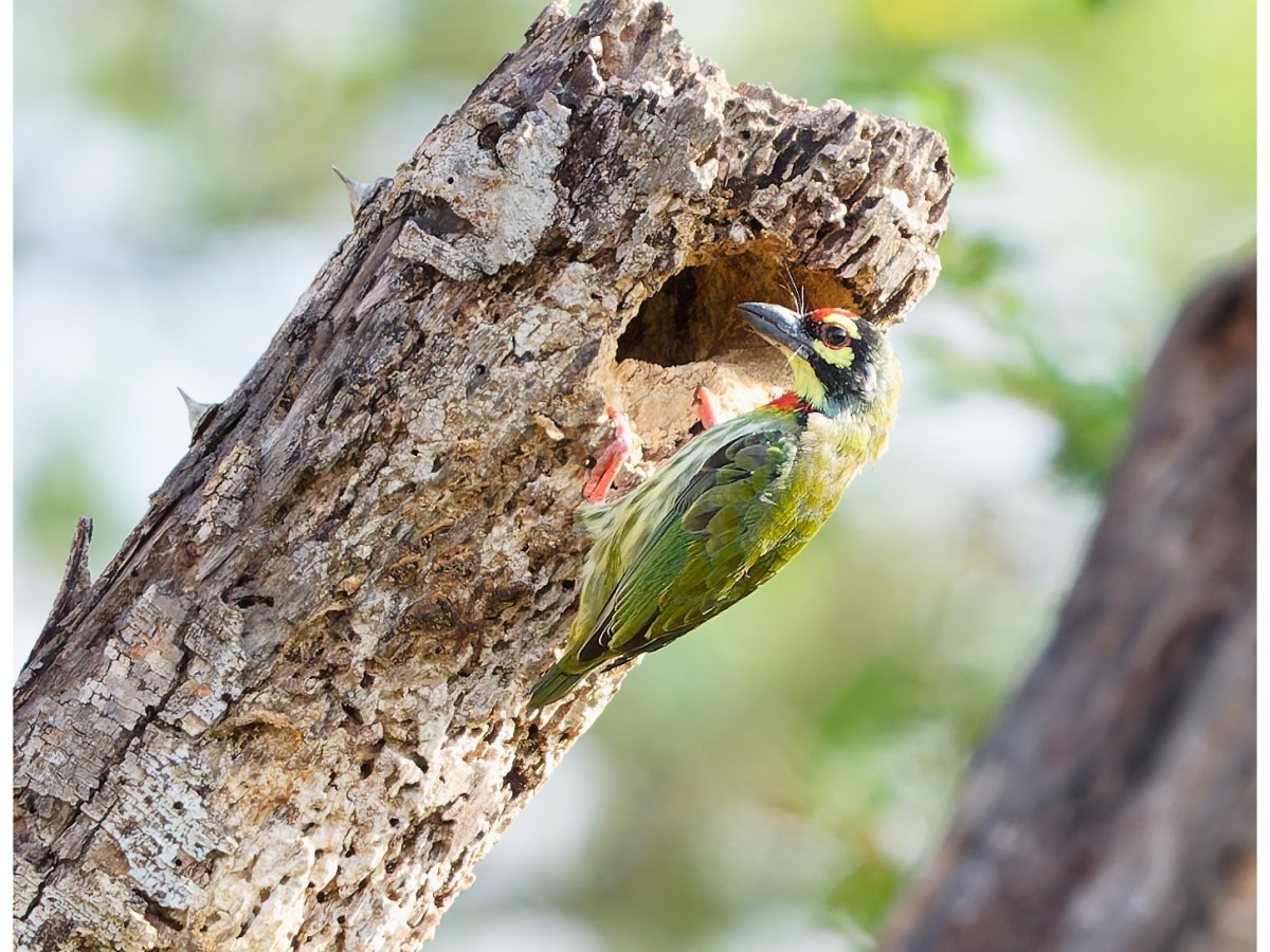 A coppersmith barbet