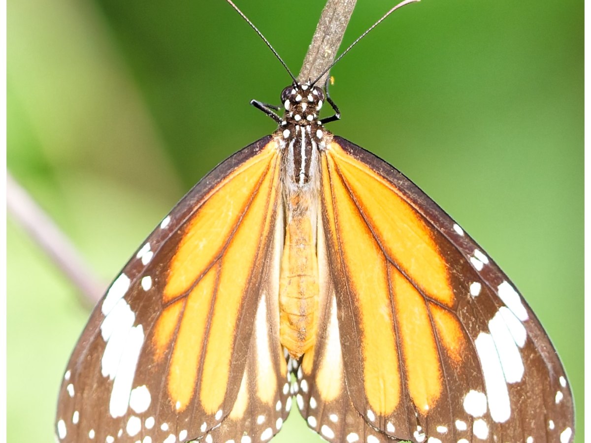 A common tiger