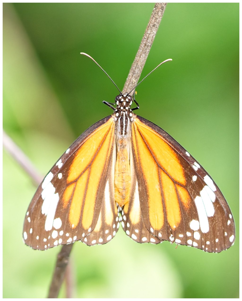 A plain tiger