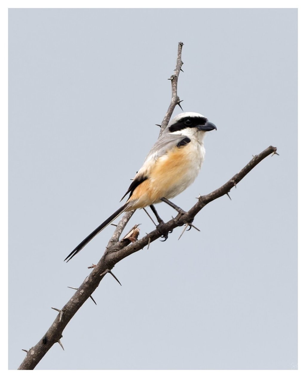Long Tailed Shrike