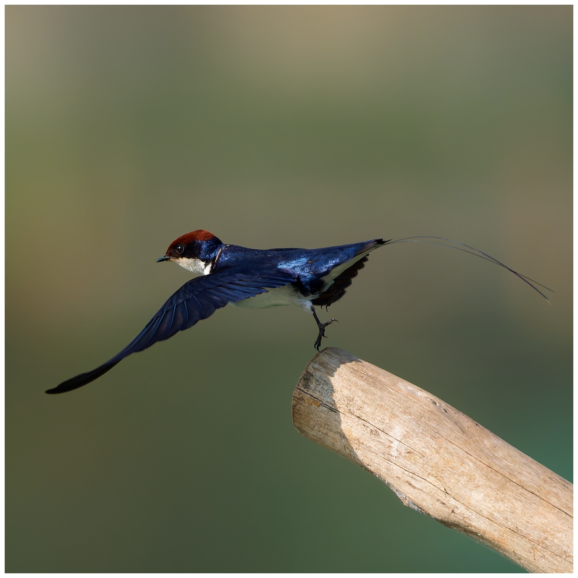 Almost a dance|Saru's photo blog