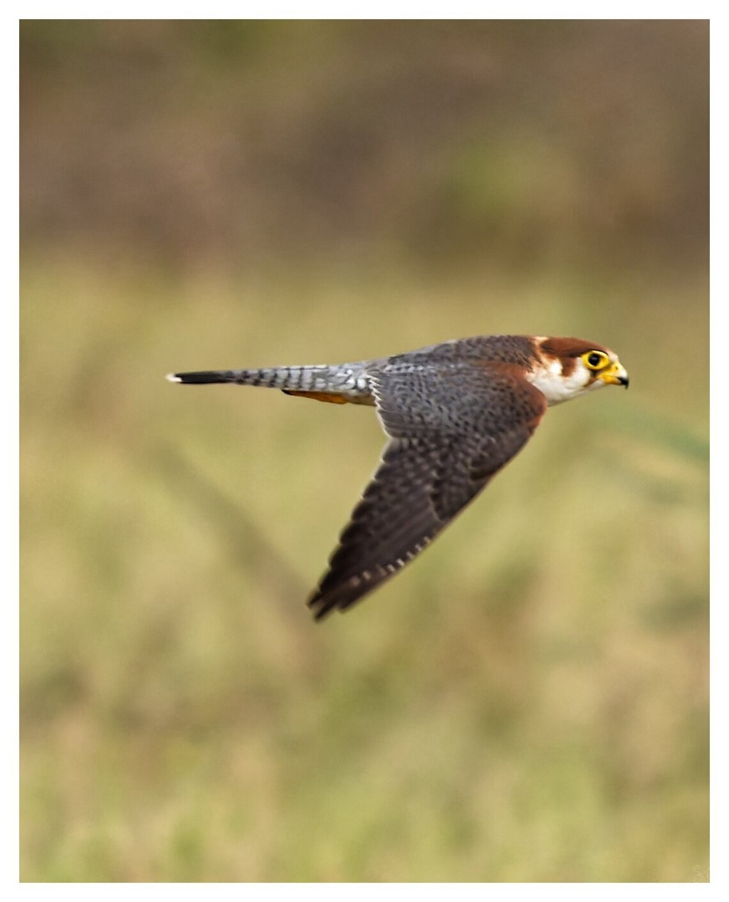 A red neck falcon in&nbsp;flight.