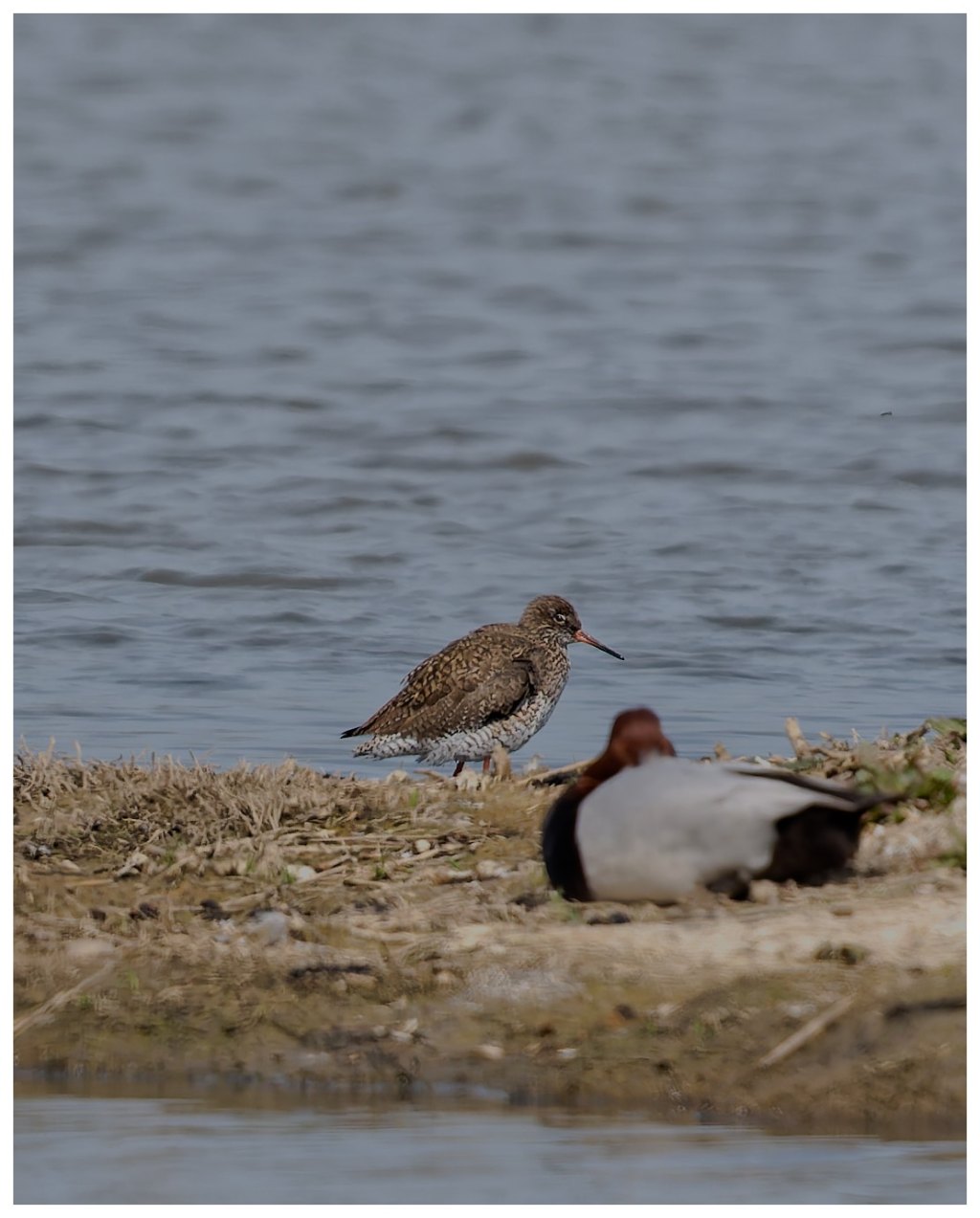 A spotted redshank