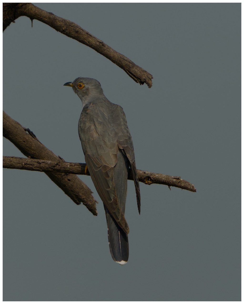 Common Cuckoo.