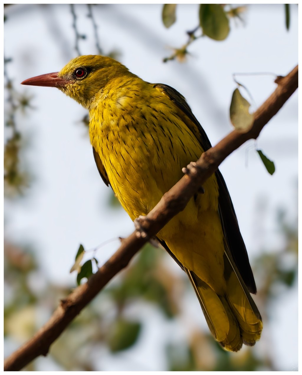 A golden oriole