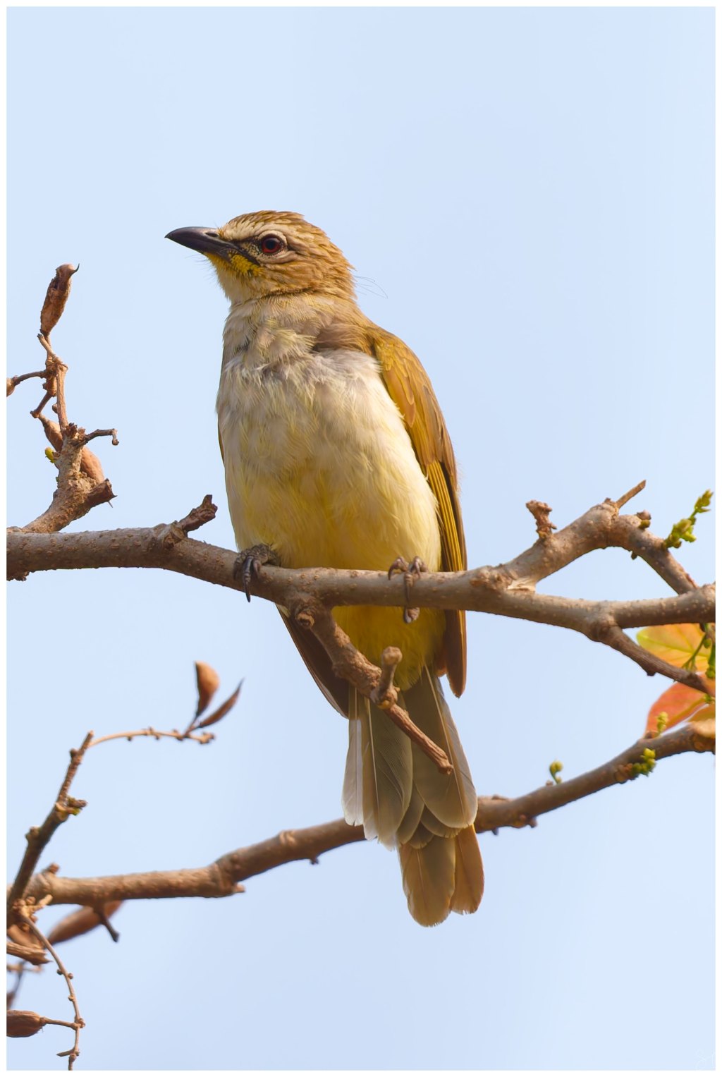 Another white browed&nbsp;bulbul