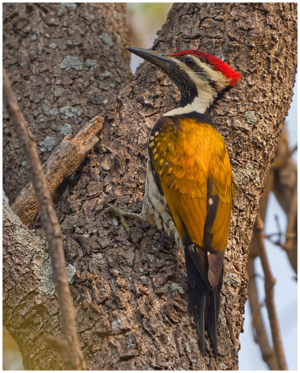 Common flameback woodpecker