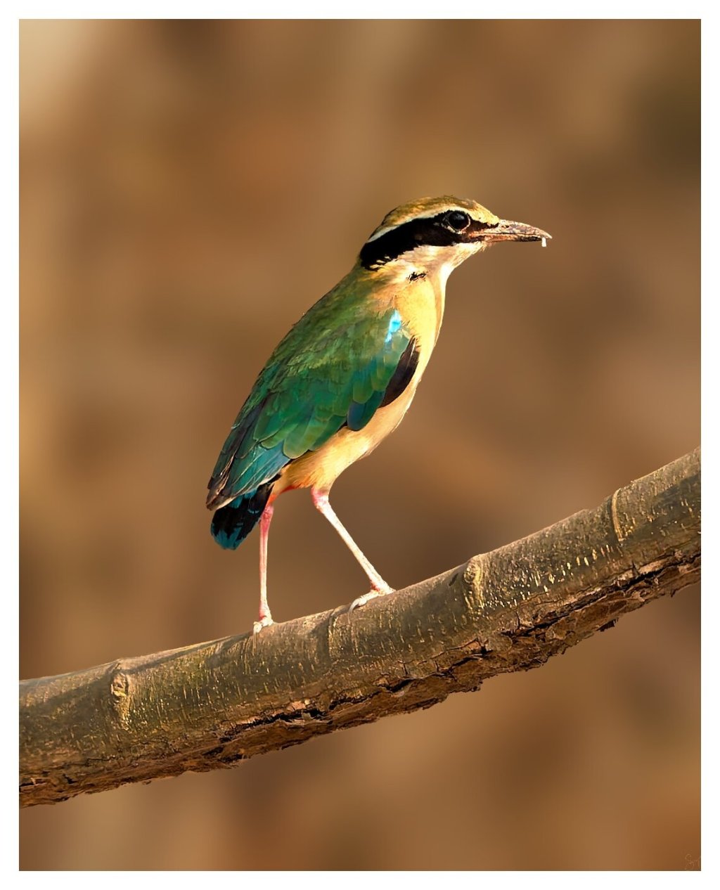 An Indian Pitta