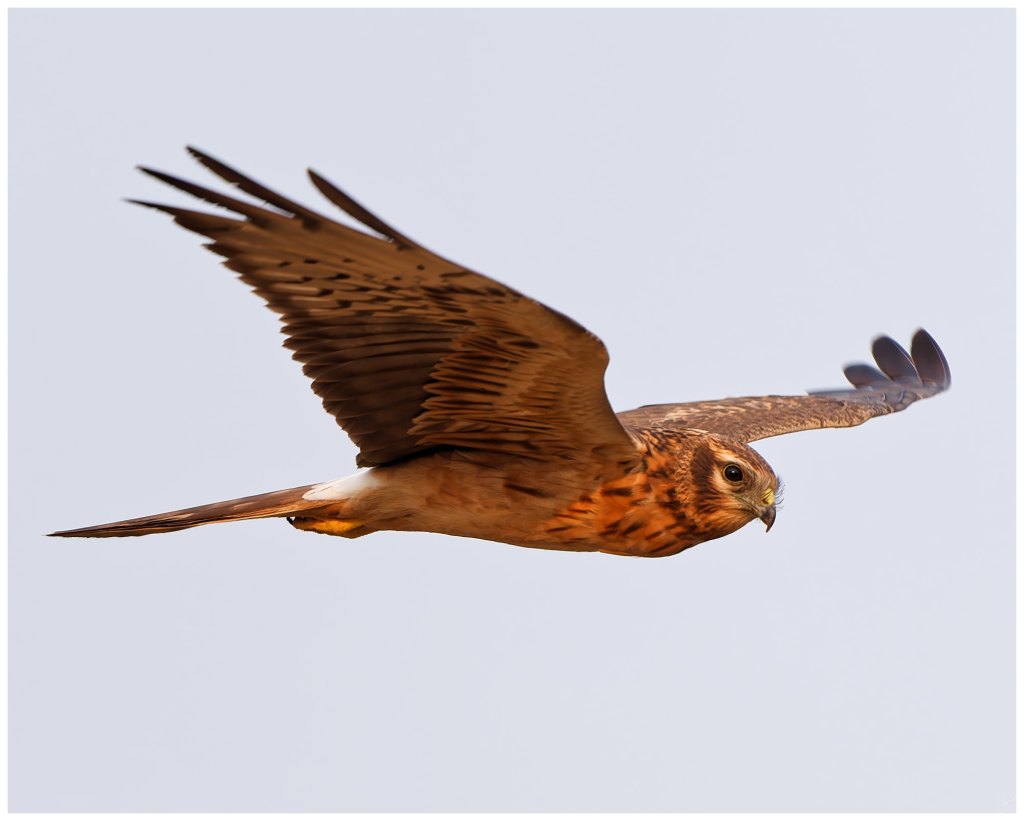 A harrier in&nbsp;flight