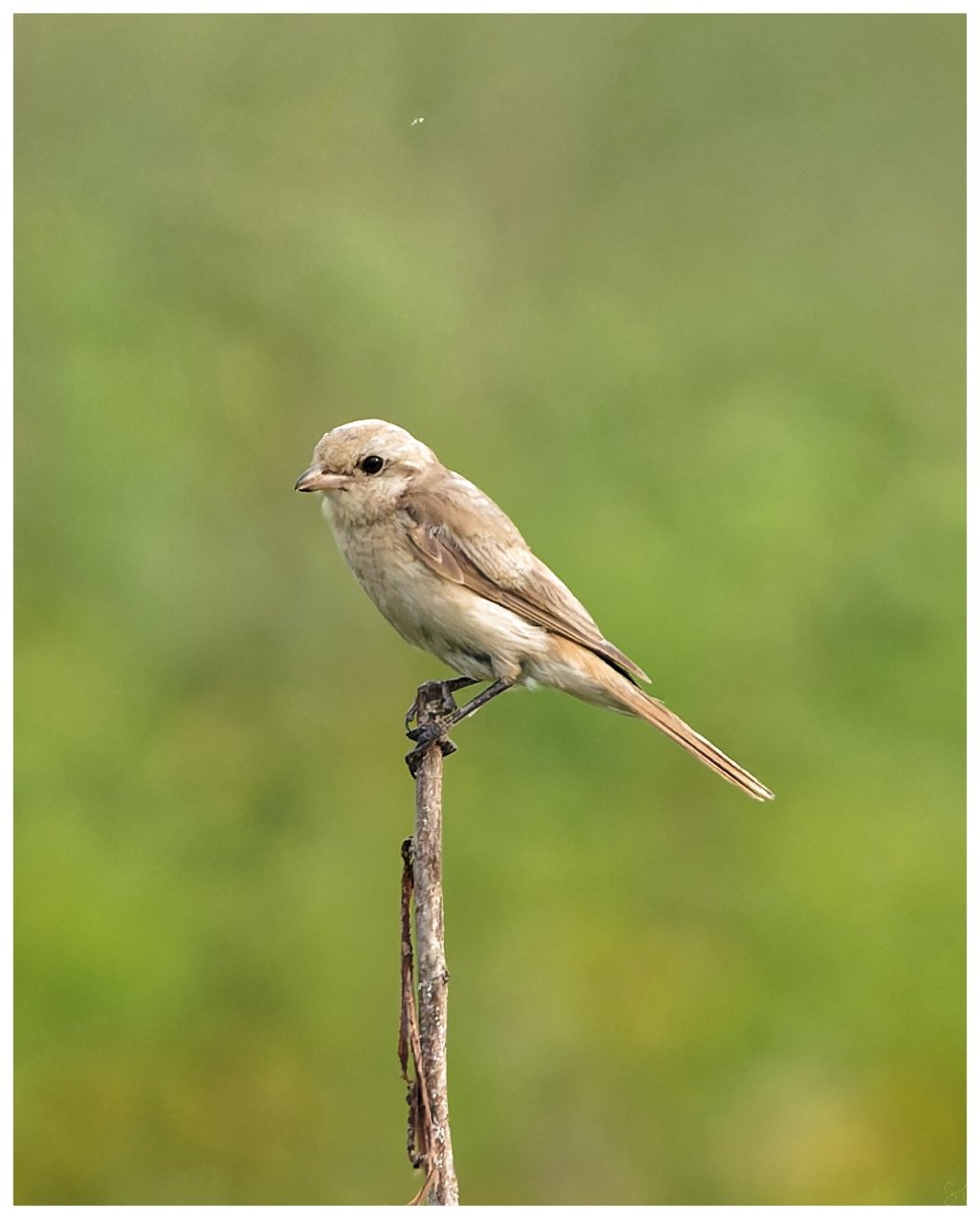 An Isabeline Shrike